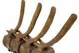 Four Associated Hadrosaur Caudal (Tail) Vertebrae - Montana #113130-4